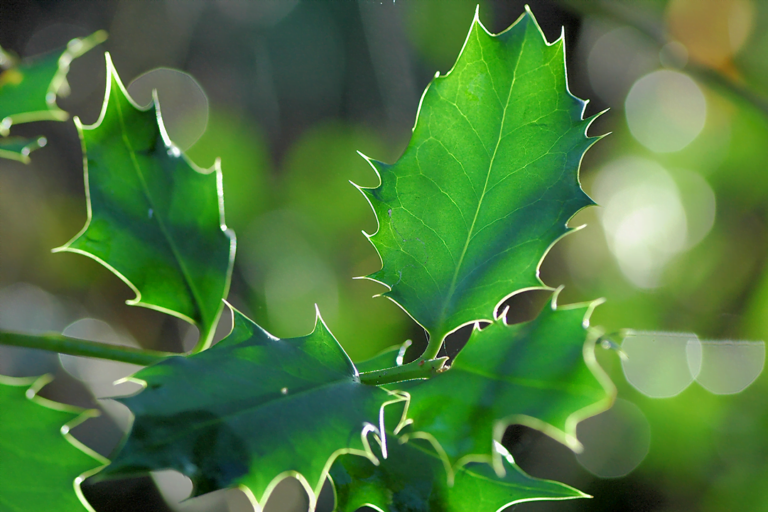 know your plants Holly