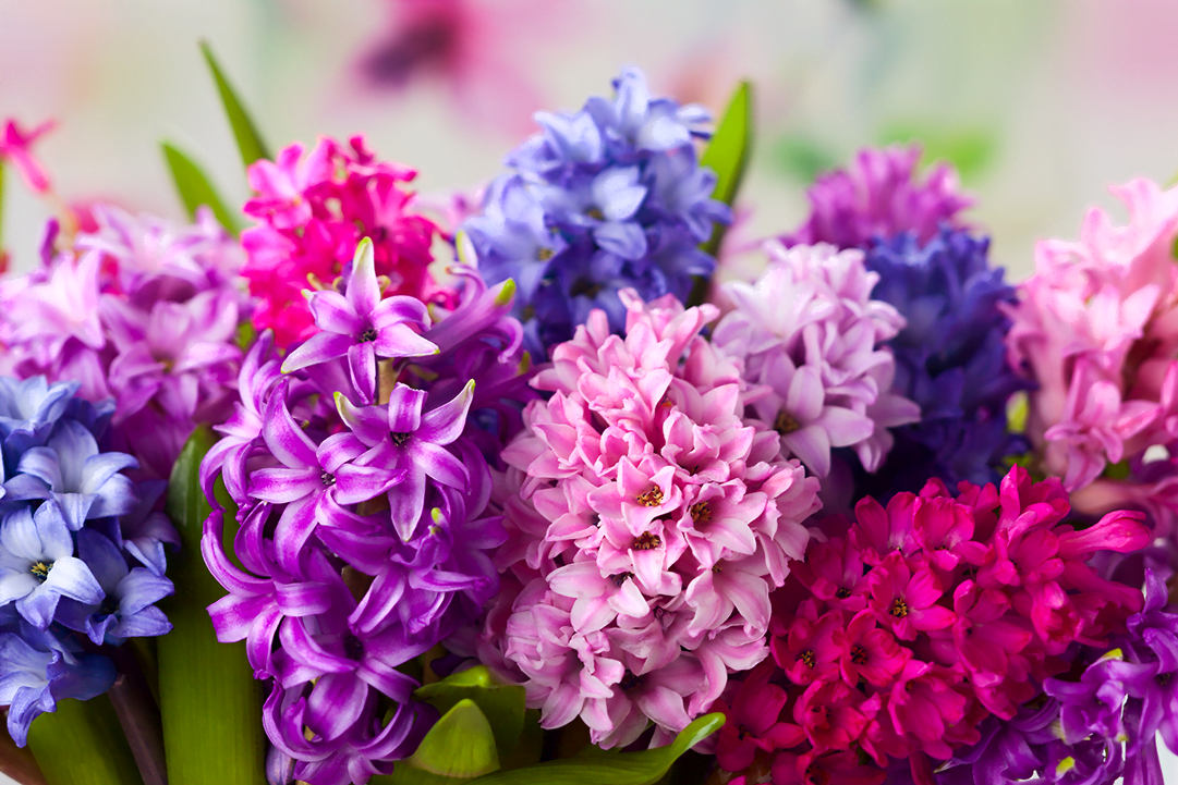 know your plants Hyacinth