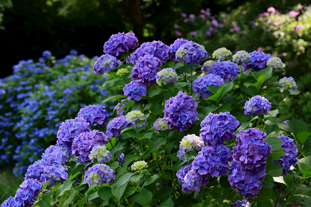 know your plants Hydrangea