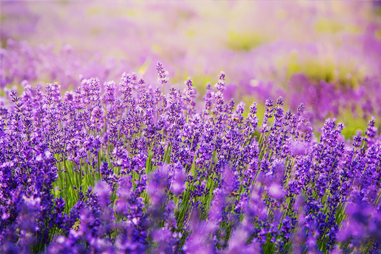 know your plants Lavender