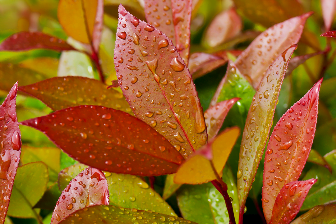 know your plants Leucothoe