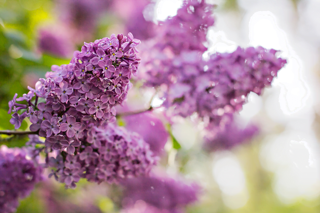 know your plants Lilac