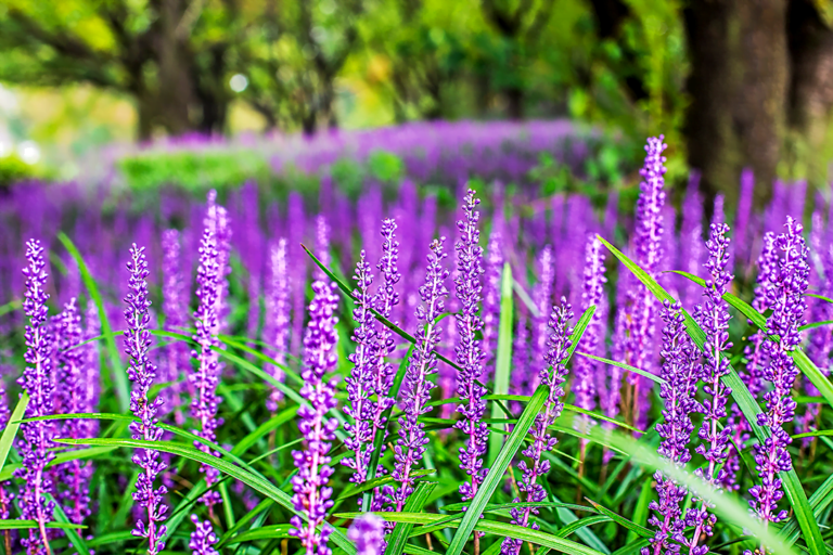 know your plants Liriope