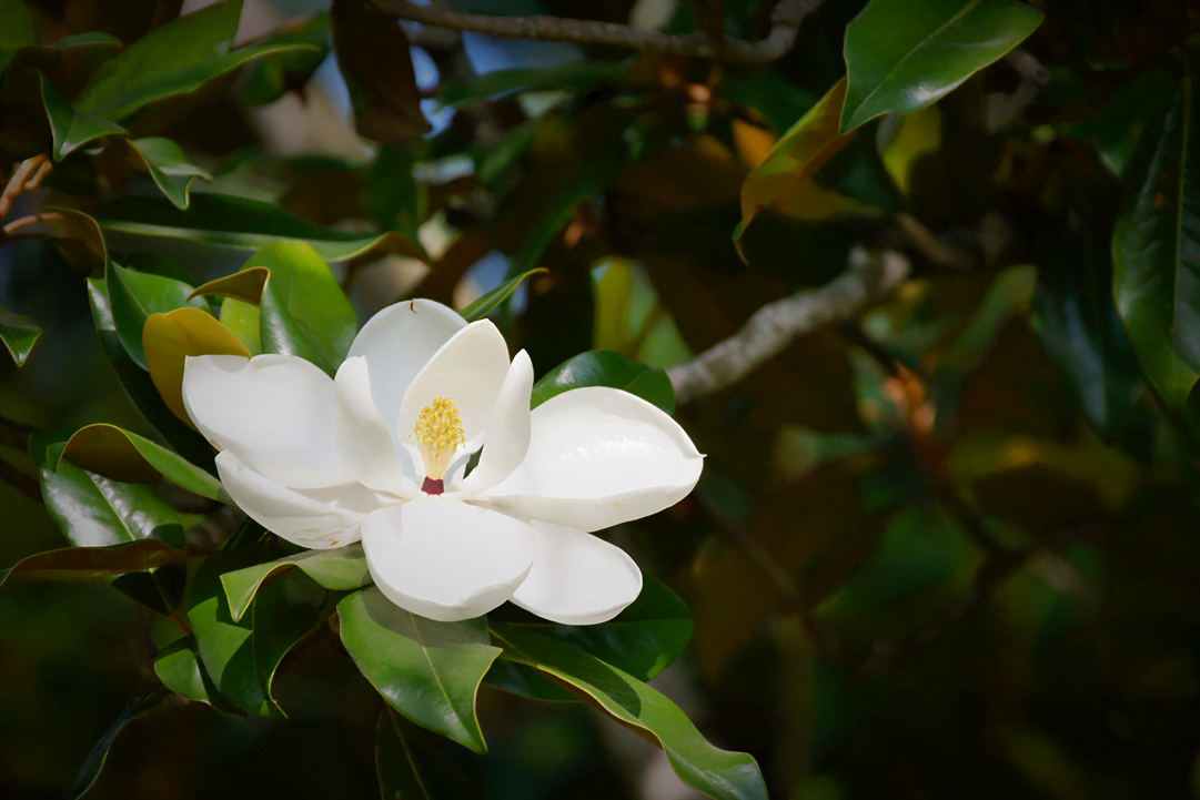 know your plants Magnolia