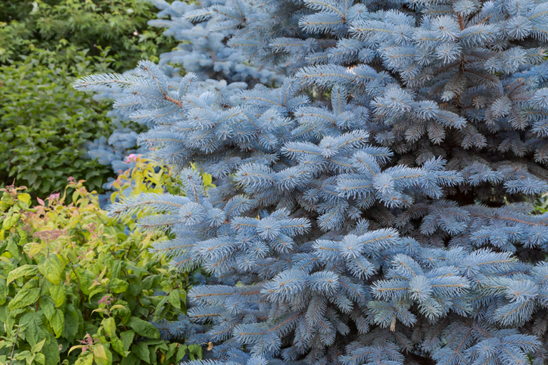 know your plants MontegomerySpruce