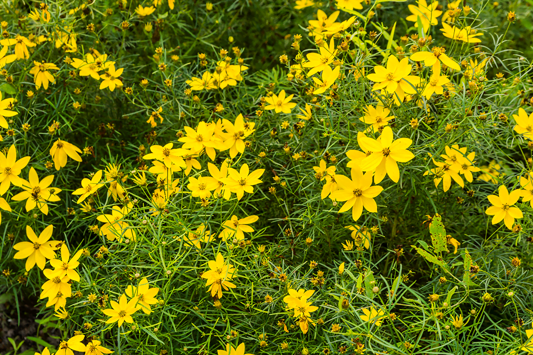 know your plants MoonbeamCoreopsis