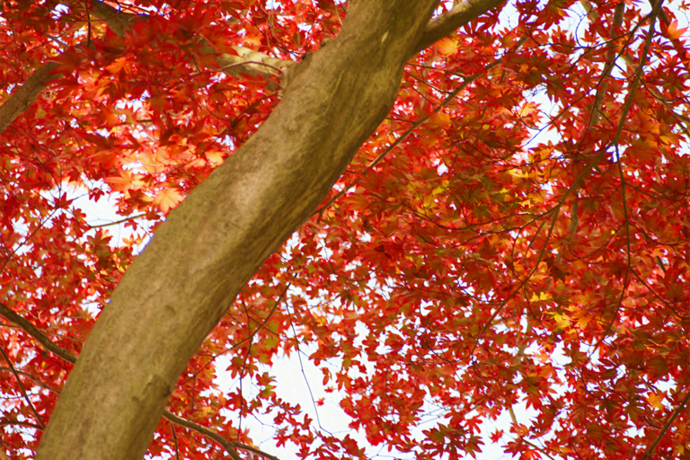 know your plants OctoberGloryMaple