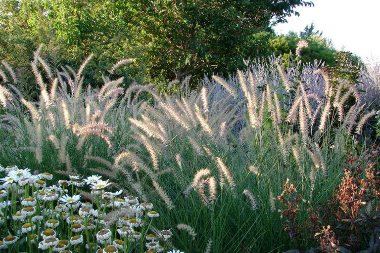 know your plants OrnamentalGrasses