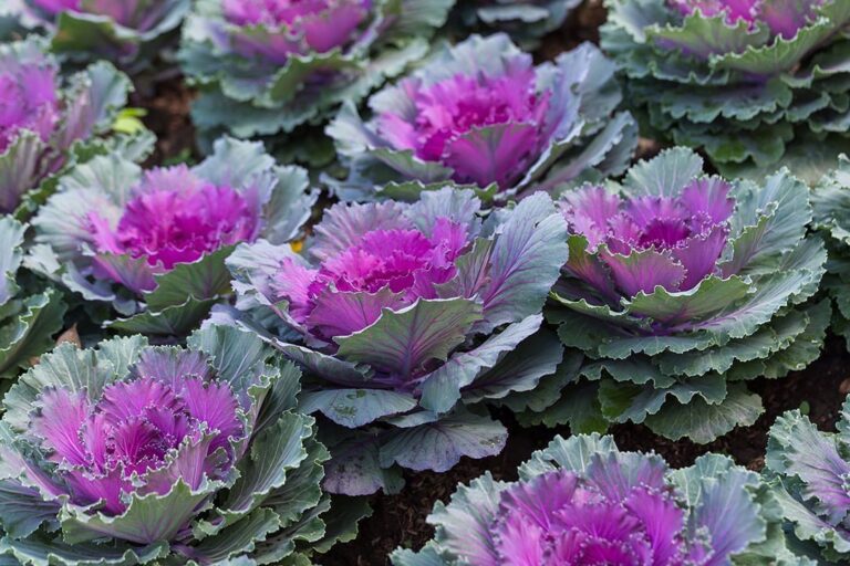 know your plants OrnamentalKale