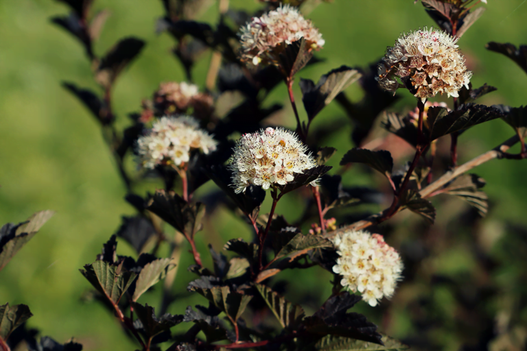 know your plants Physocarpus