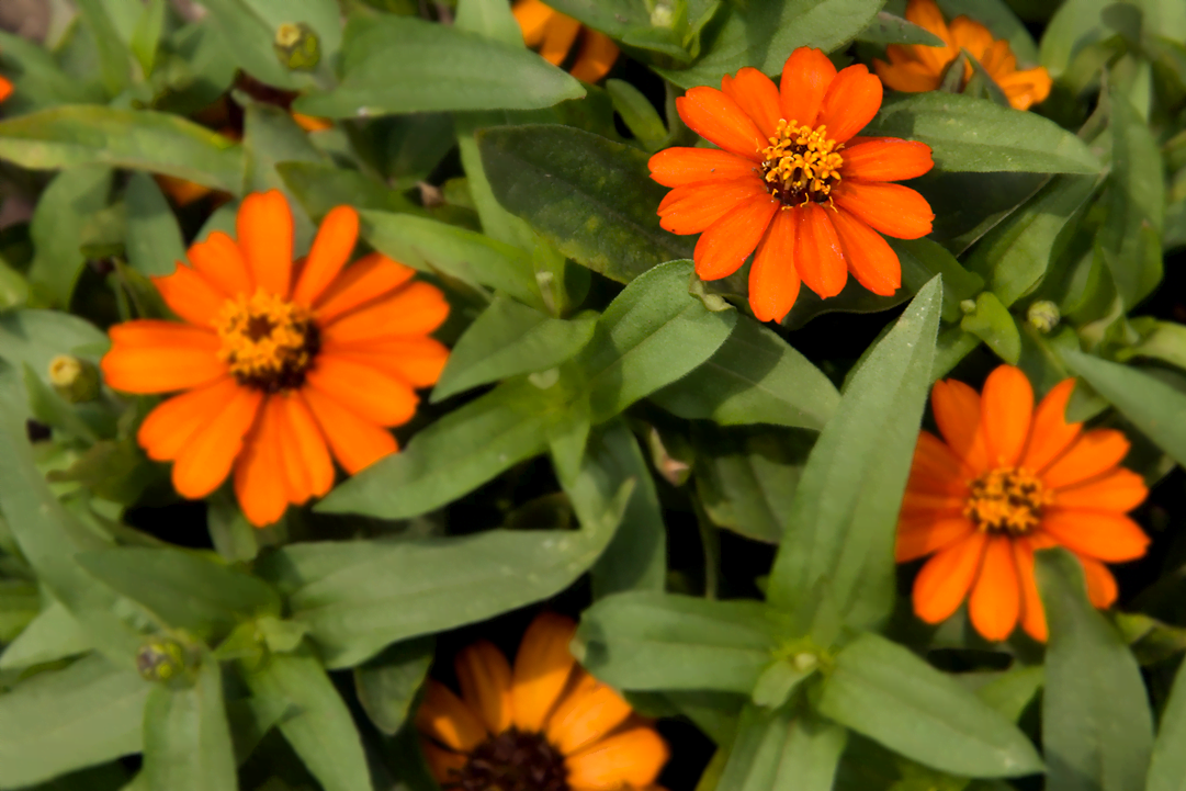 know your plants ProfusionZinnias
