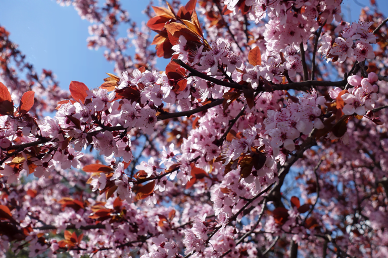 know your plants PurplePlum 
