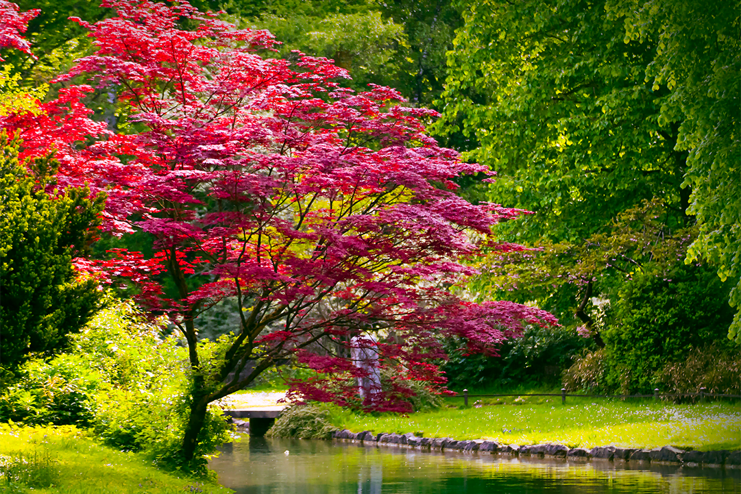 know your plants RedMapleTree