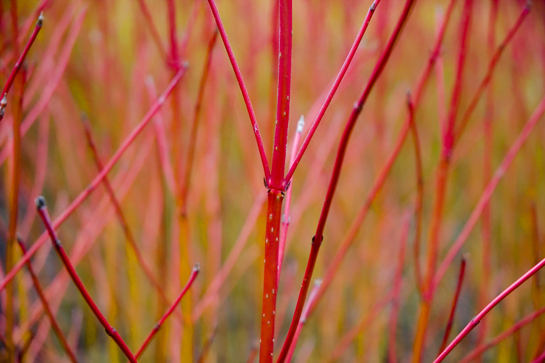 Red Twig Dogwood