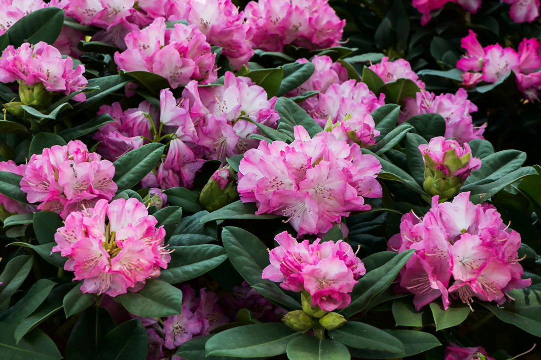 know your plants Rhododendron