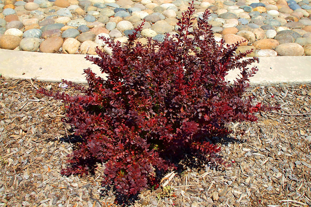 Image of Royal burgundy barberry winter