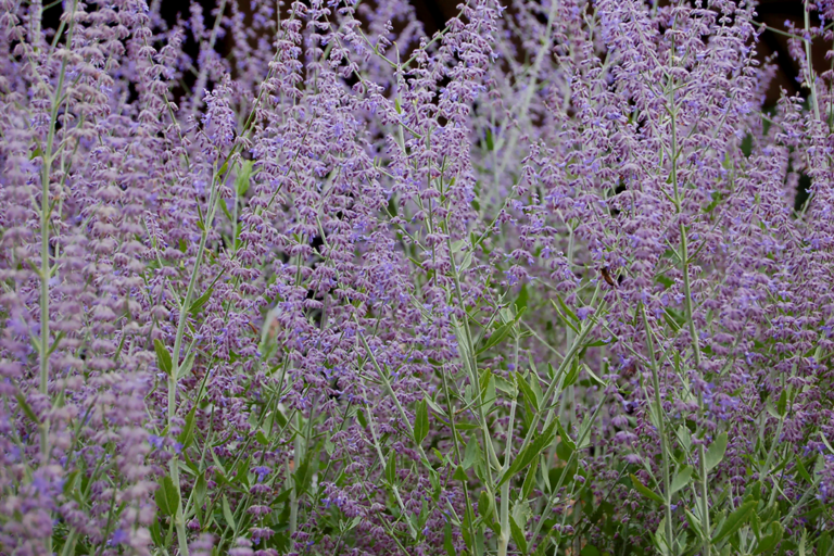 know your plants RussianSage