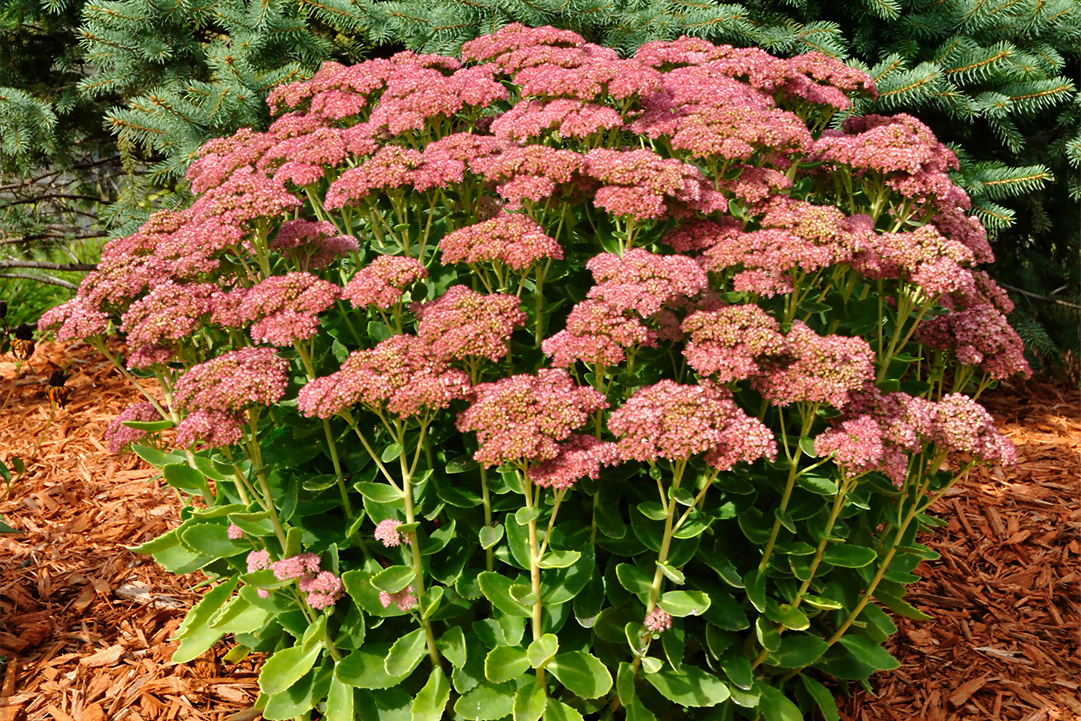 know your plants SedumAutumnJoy