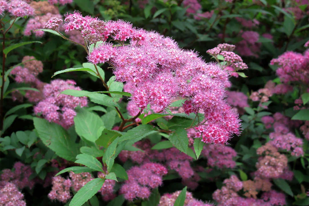 know your plants Spirea 1