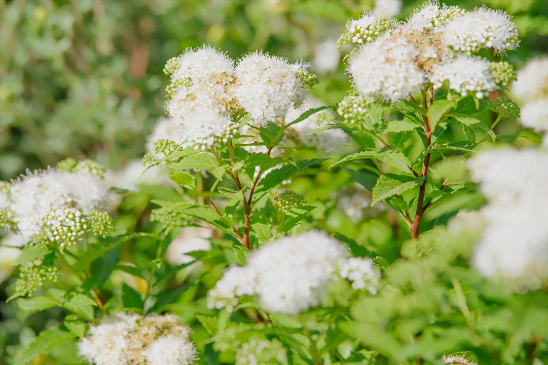 know your plants Spirea