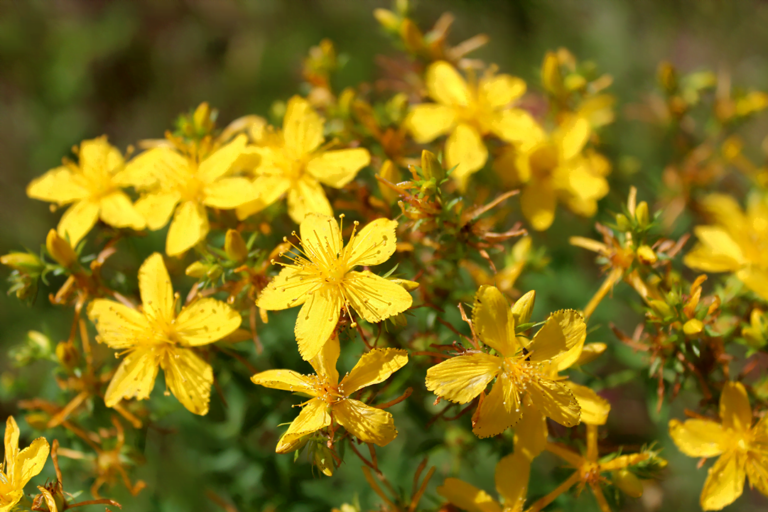 know your plants StJohnsWort