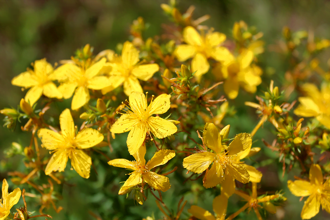 know your plants StJohnsWort