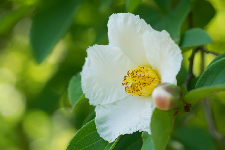 know your plants Stewartia