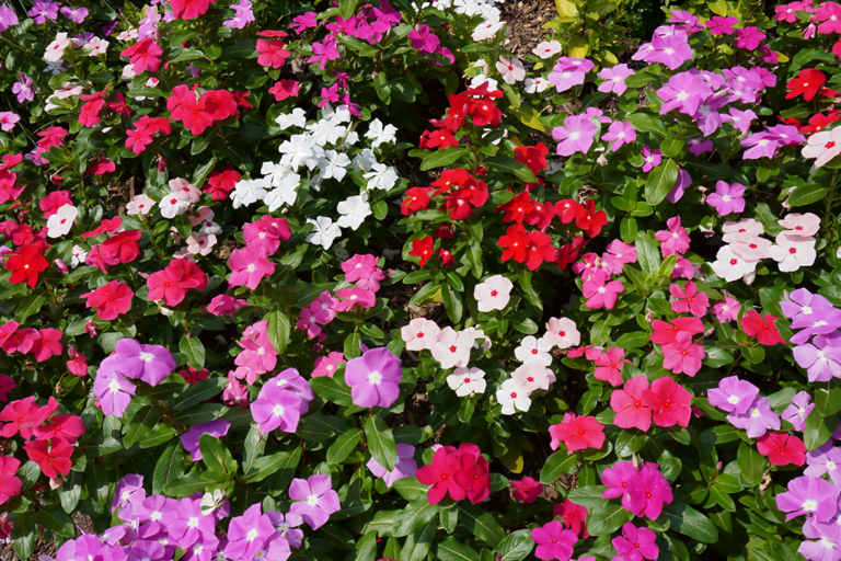 know your plants Sunpatiens