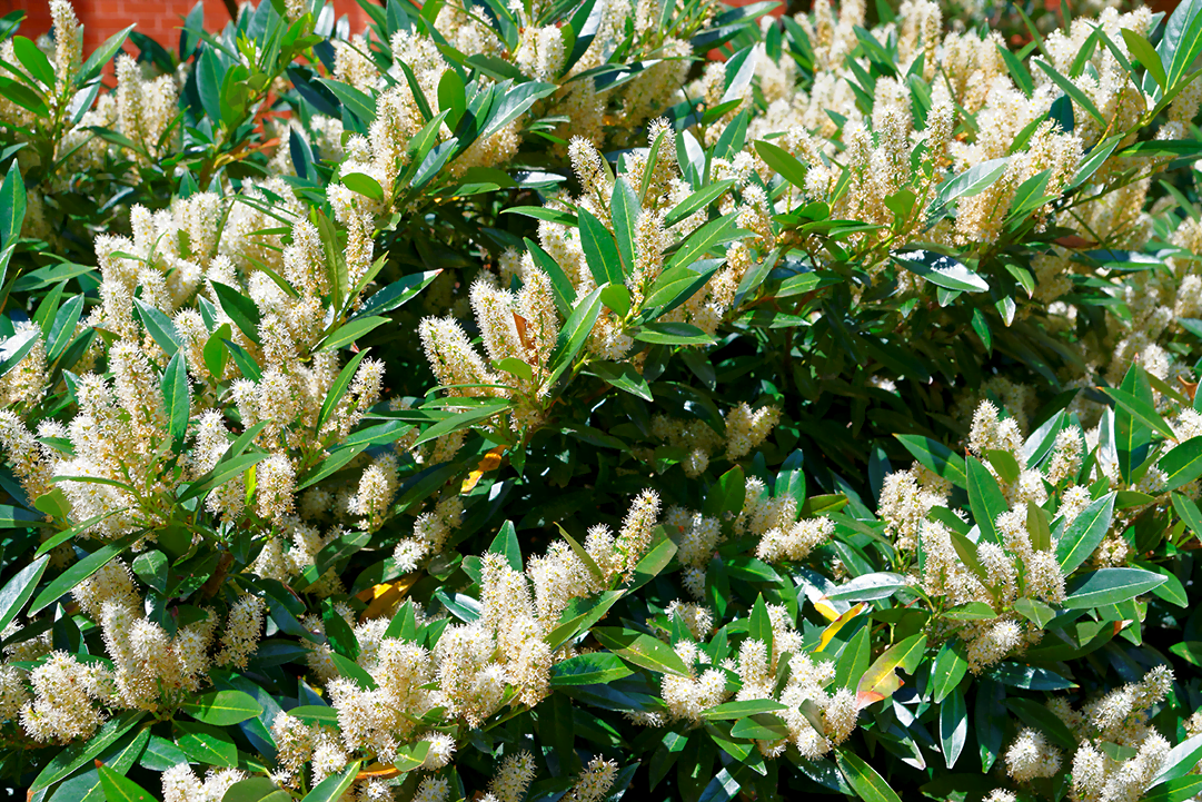 know your plants Sweetspire
