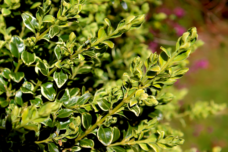 know your plants Verigated