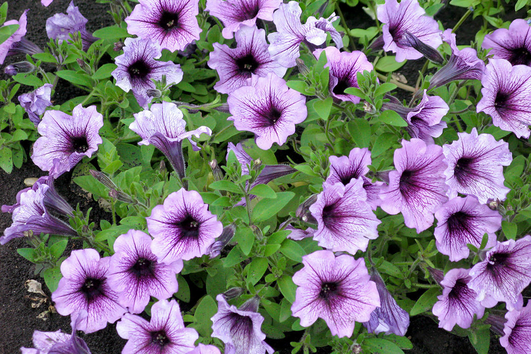 Image of Purple Wave Petunia flower that blooms in shade all summer