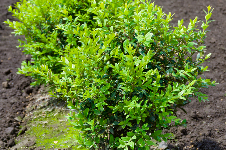 know your plants WinterGem