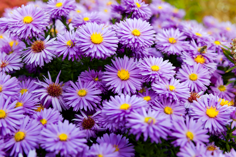 know your plants aster