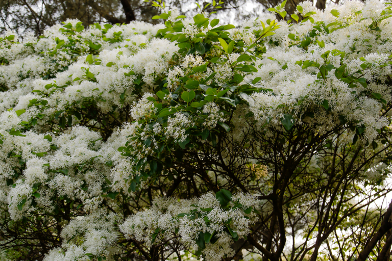 know your plants fringe tree