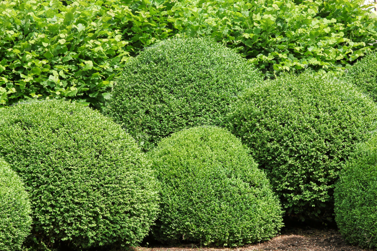 know your plants green planet