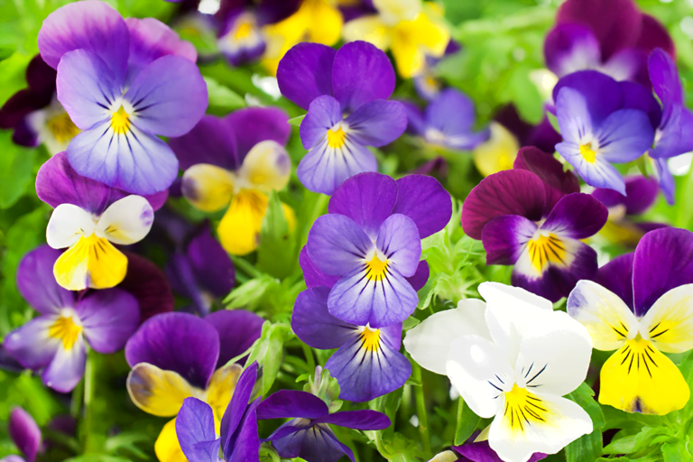 know your plants pansy 1