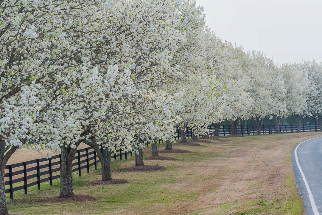 know your plants pear tree