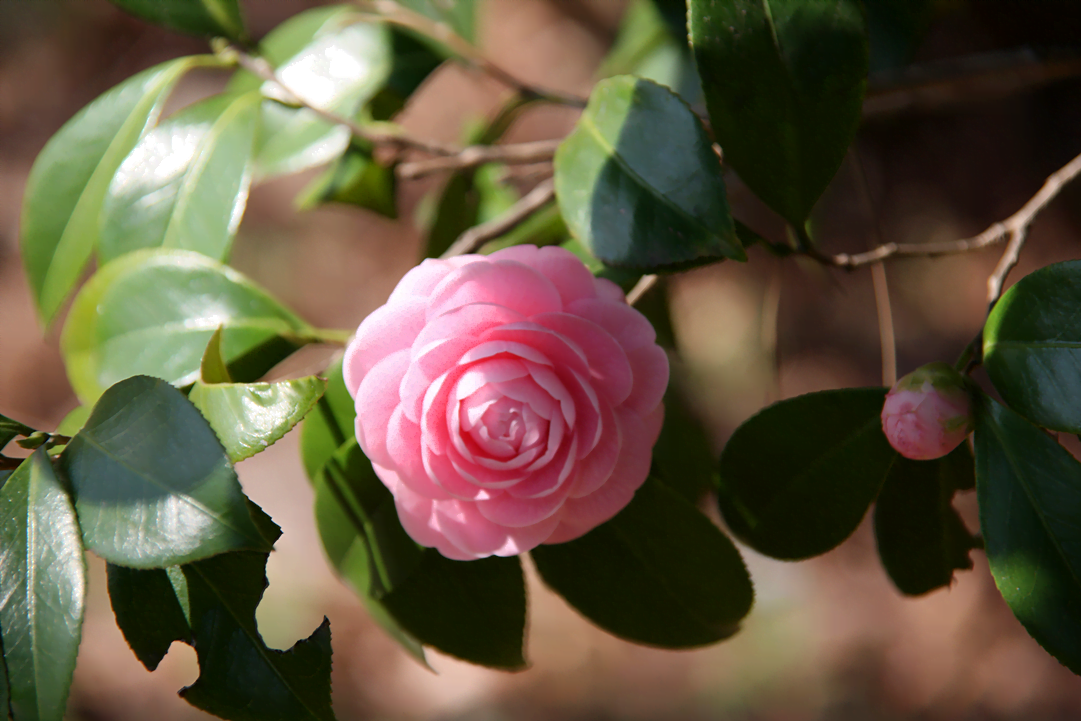 Camellia