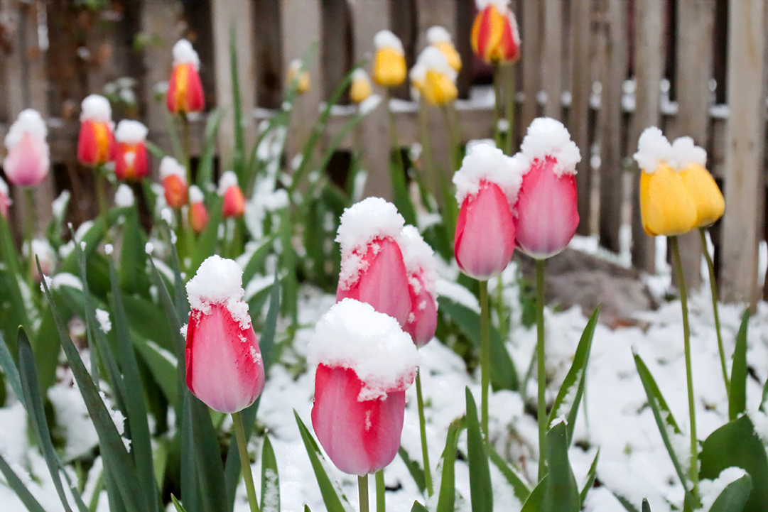 TimetoStartYourSpringWishList