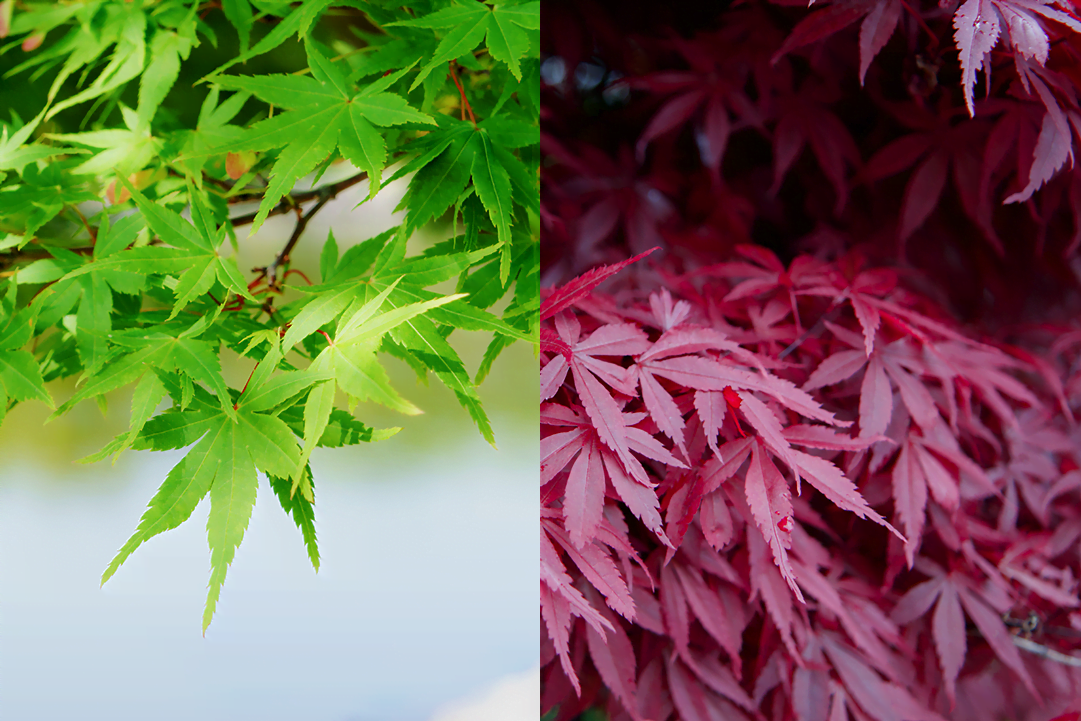 japanese maples