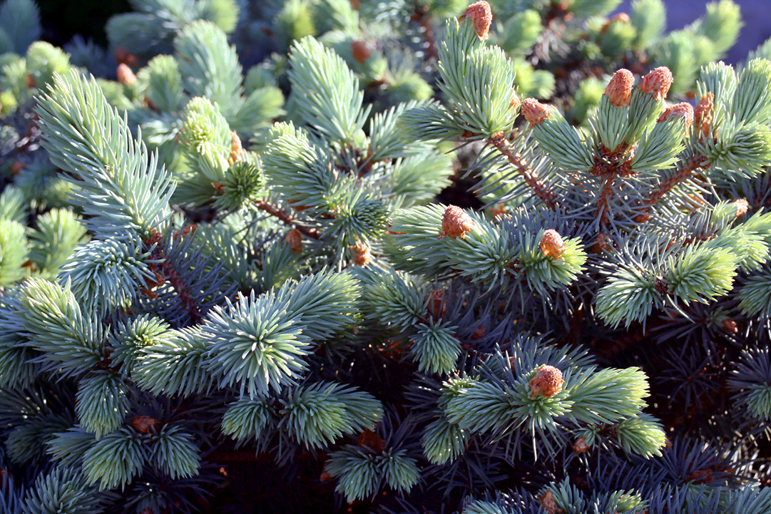 DwarfGlobeBlueSpruce