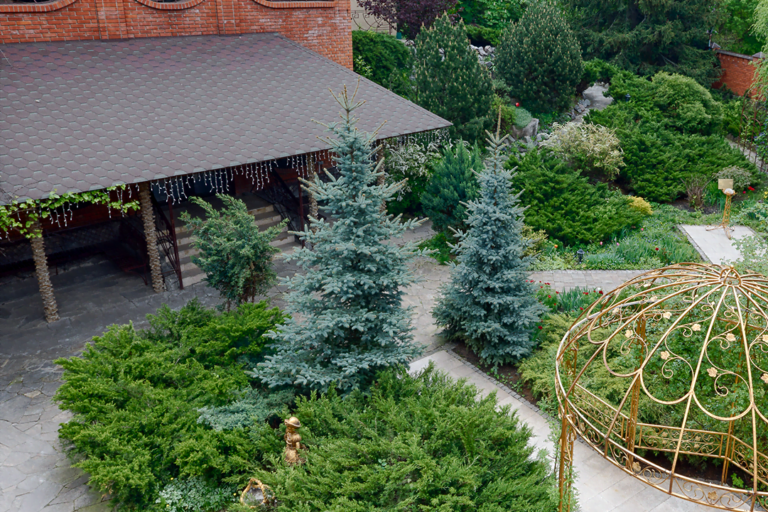 HoopsiBlueSpruce