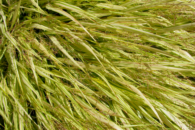 JapaneseForestGrass