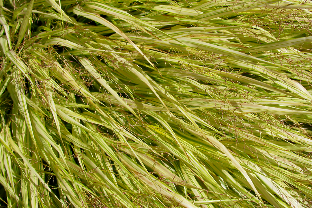 JapaneseForestGrass