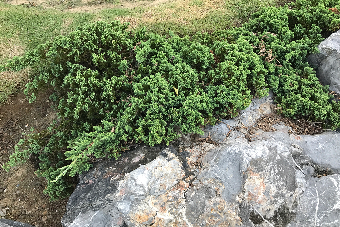 Juniperus horizontalis