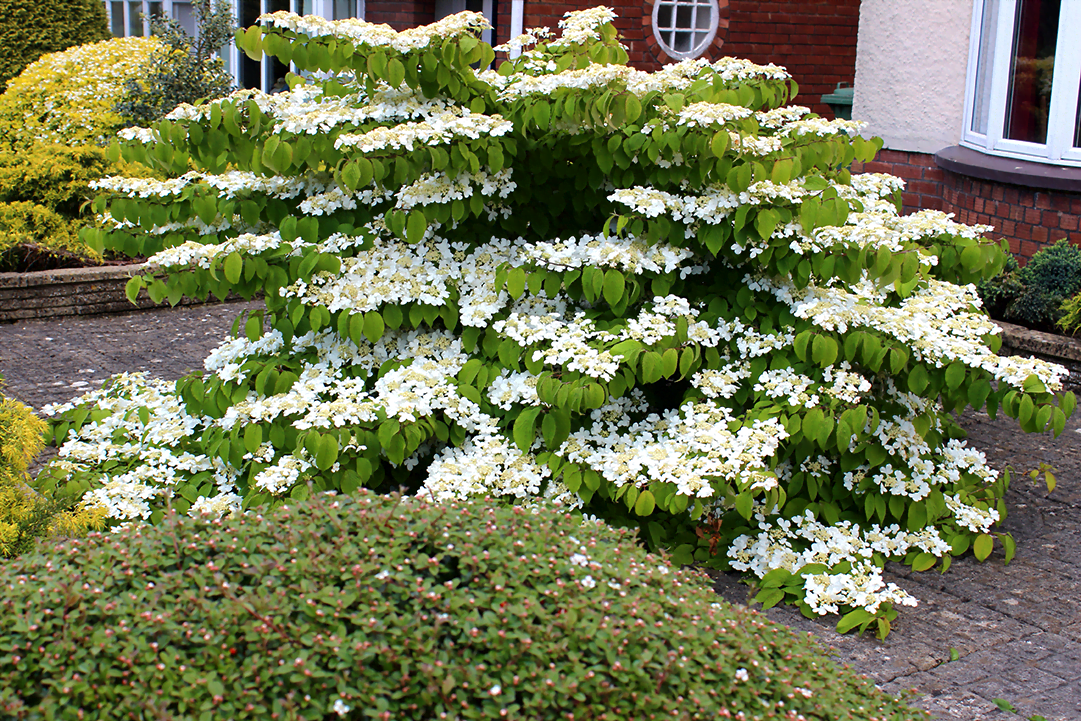 ShastaViburnum