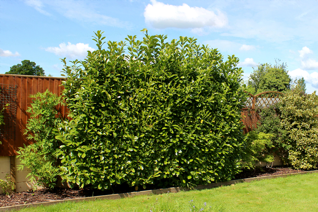 Skip Laurel High Tech Landscapes