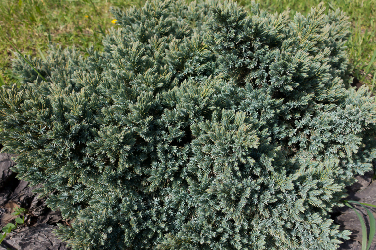 blue star juniper