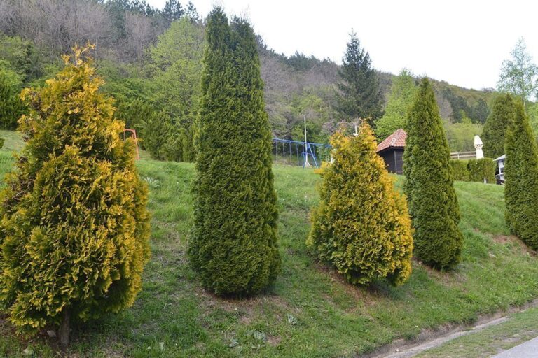 cedar tree