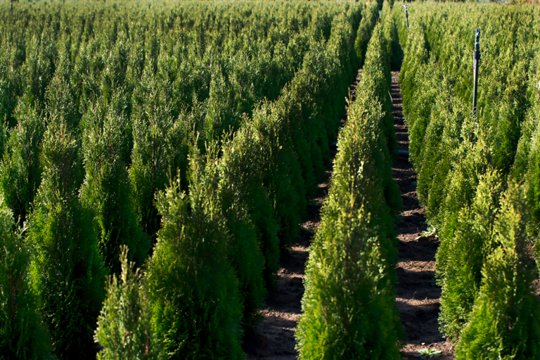 cypress tree